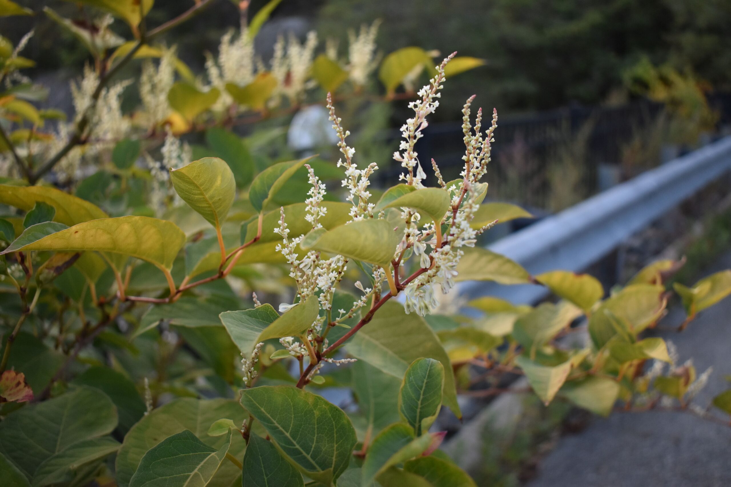 Shelly Castano - Blooming at the Edge - 2025 - Photography