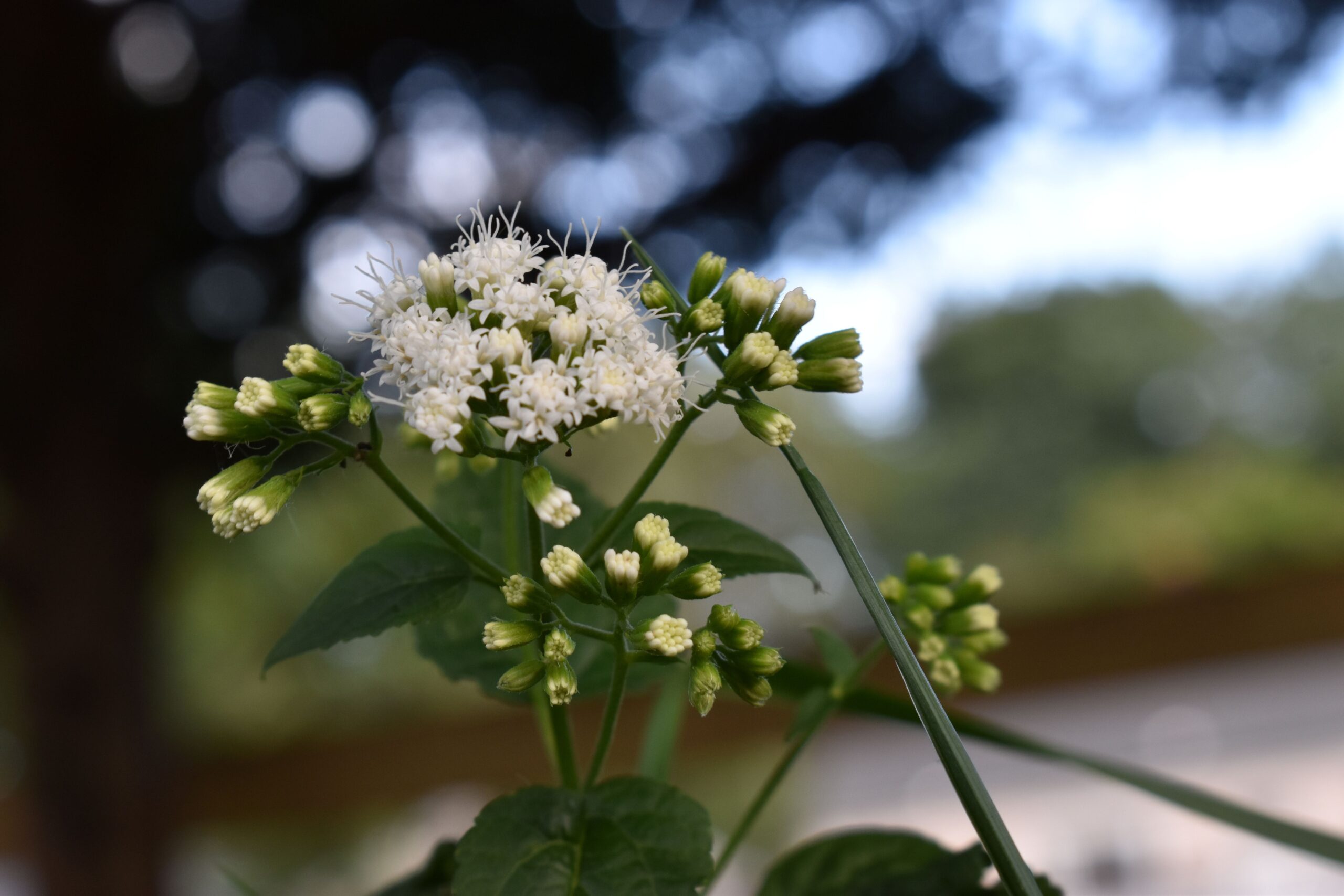 Shelly Castano - How Quiet Things Bloom - 2025 - Photography